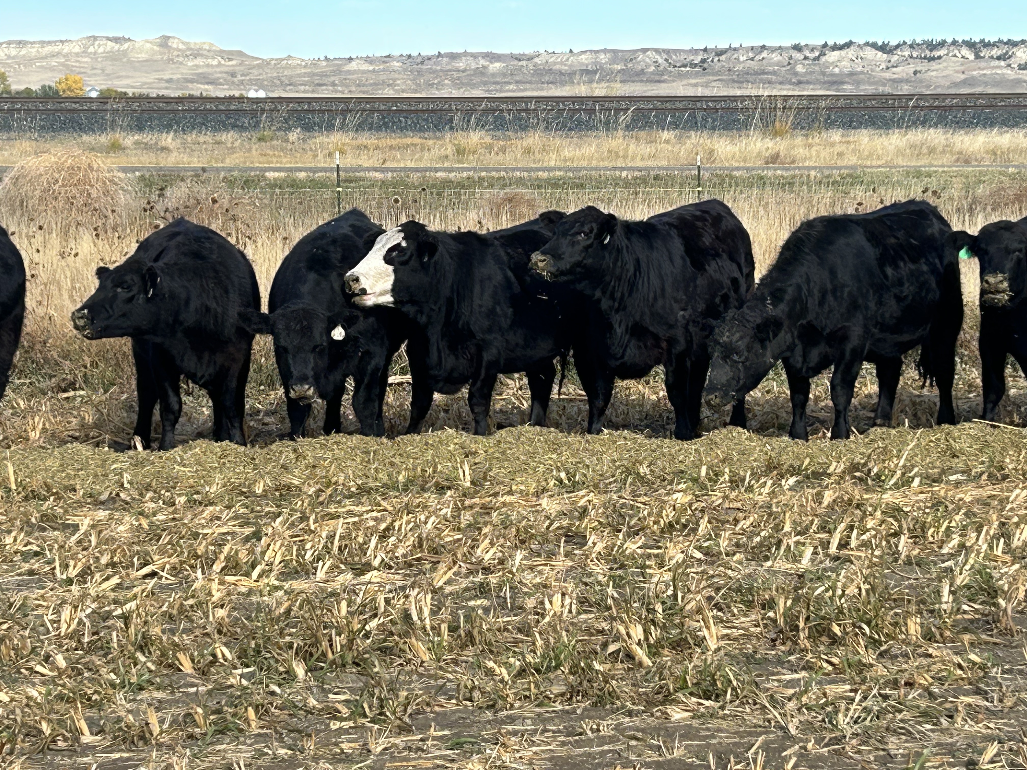 72 Bred Heifers - 50 AI Bred, 22 Bull Bred - March 1st calving date